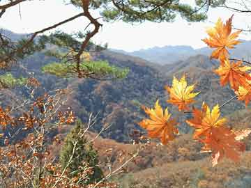打胎药和人流哪个危害(打胎药和人流哪个危害大)